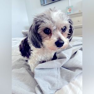 Meet your Posher, Kristy